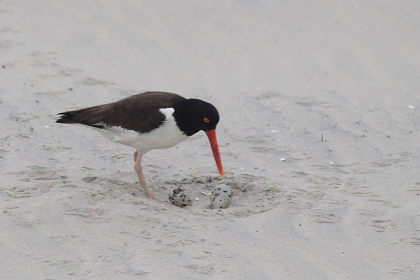Oc nest eggs closeDSC_9250.jpg