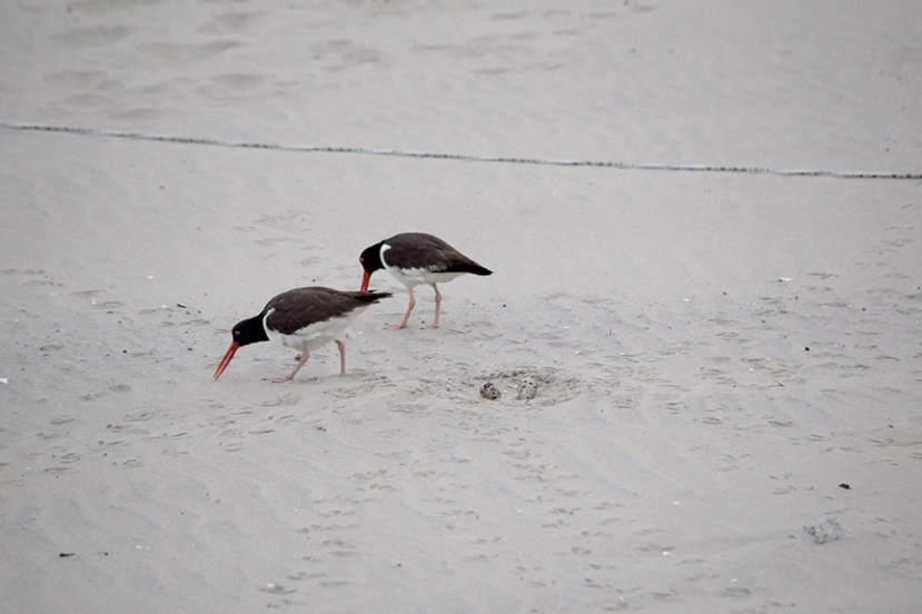 OCs and eggs DSC_9236.jpg