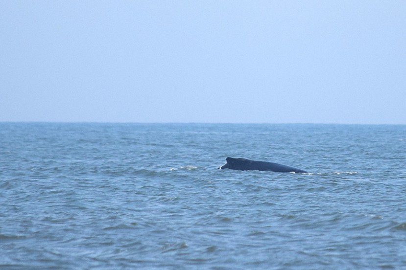 Whale off Long BeachDSC_9311.jpg