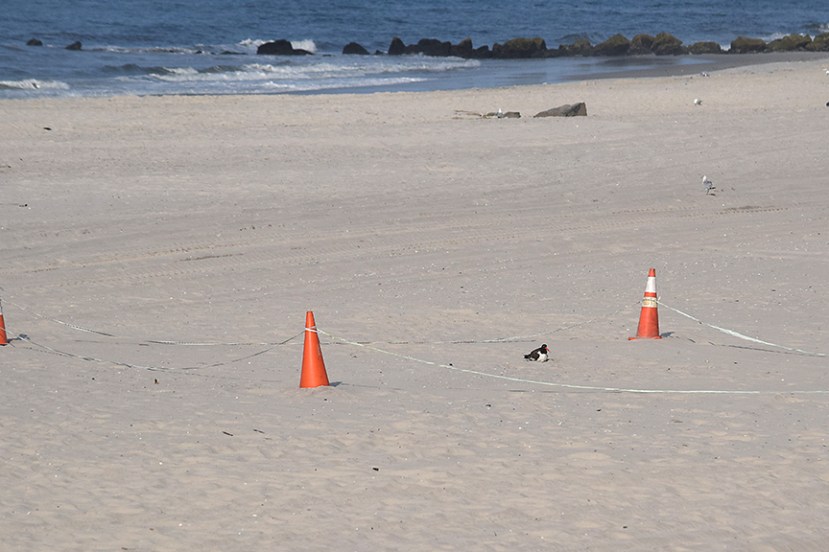 catcher and nest DSC_9510.jpg