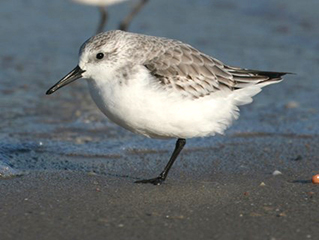 sanderling.jpg