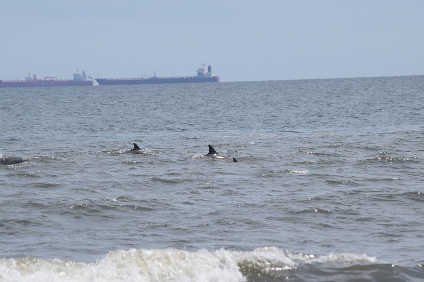 Dolphins and ships DSC_9107.jpg