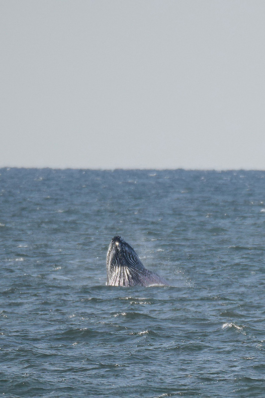 DSC_3217 8x5 100 .jpg