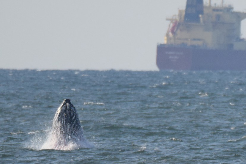 Whale breaching Lincoln 8x12  DSC_3215.jpg