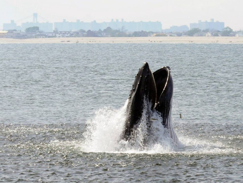 Whale by Dnnis Guiney off Rock sum Aug 2014 Nik cam and 80-400 lensHBWhale.jpg