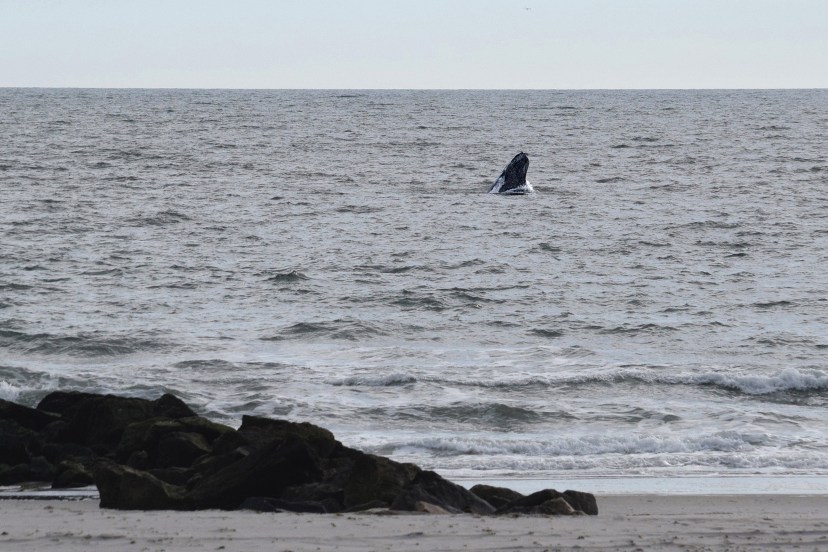 Whale off NY Ave DSC_3117.jpg