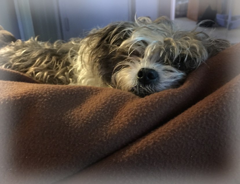 Bailey vignIMG_1685.jpg