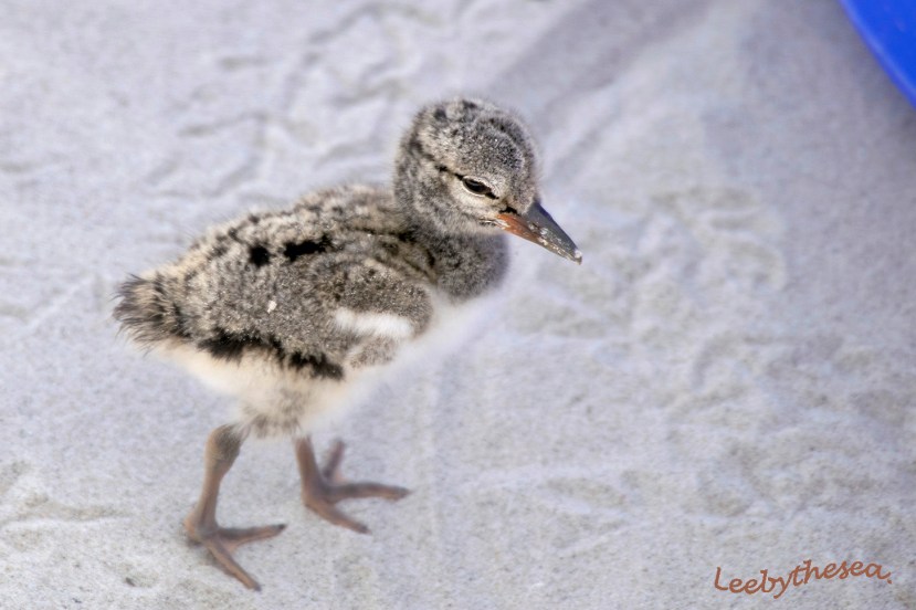 oysc 9x13 100 4 DSC_1593.jpg