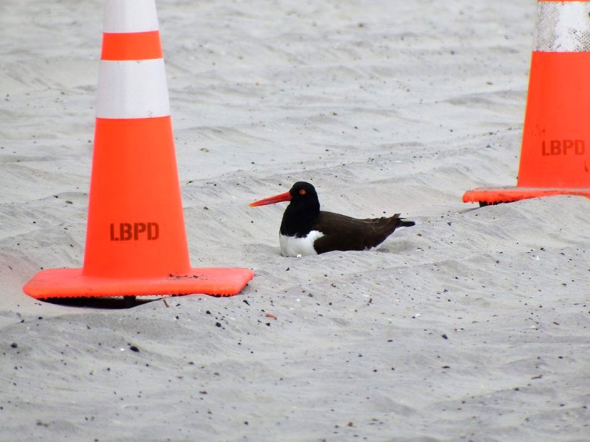 Bill's oys cones.jpg