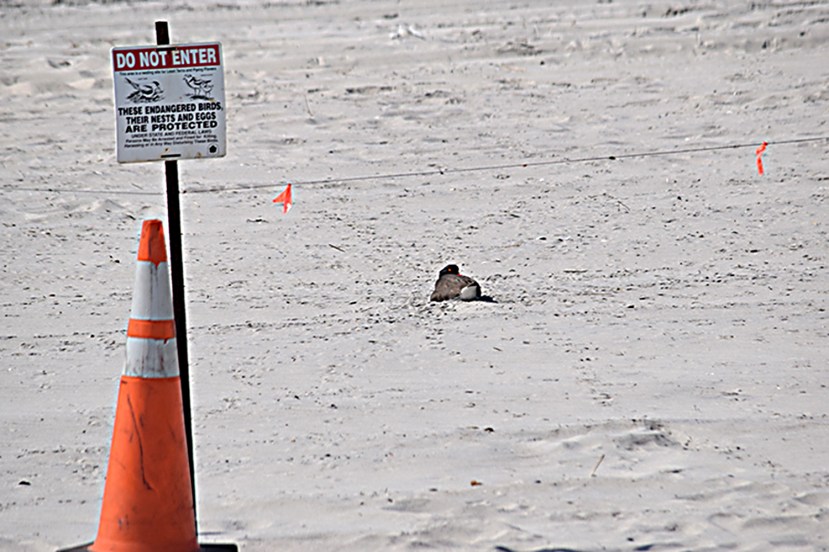nest warning sign DSC_7054.jpg