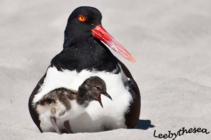 Oyster catcher leebysea36 DSC_1297.jpg