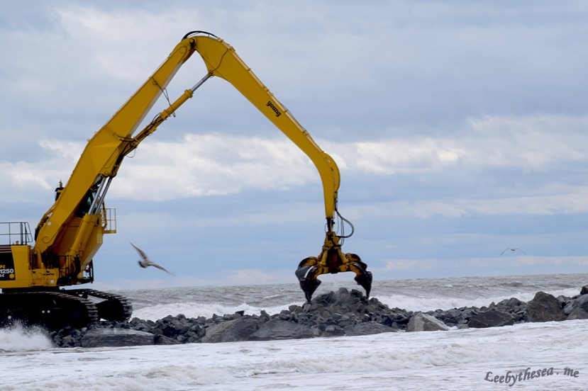 crane gull DSC_9719.jpg