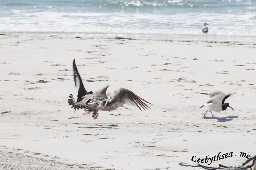 O C gull fight 2DSC_9037.jpg
