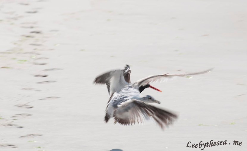 O C gull fight 3DSC_8886.jpg