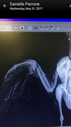 OC broken wing bone.jpg
