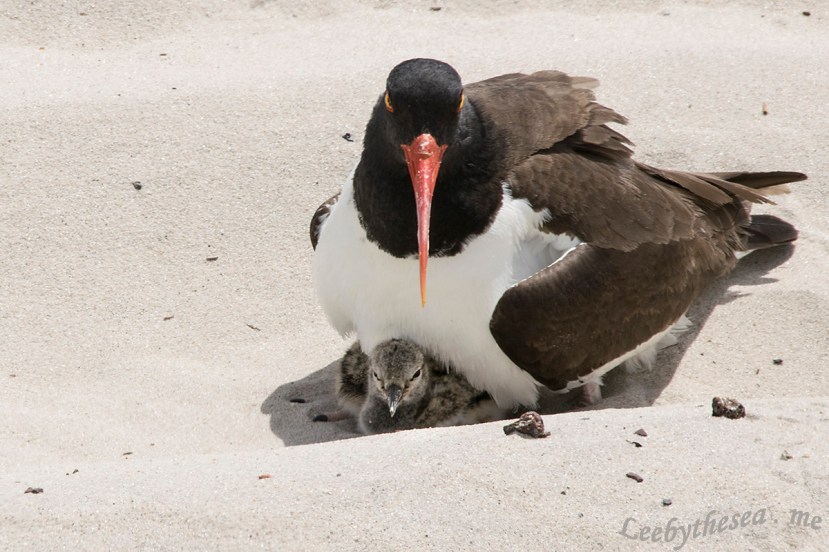 OC chicks under mom DSC_1439.jpg