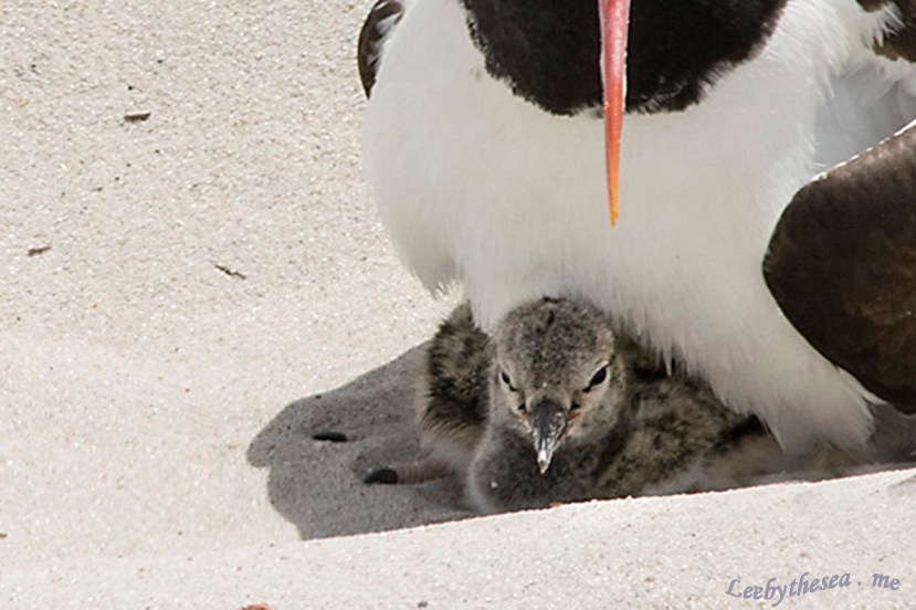 oysc 1 crp DSC_1439.jpg