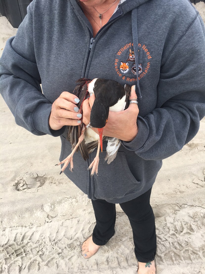 Wounded OC by Matt Markard.jpg