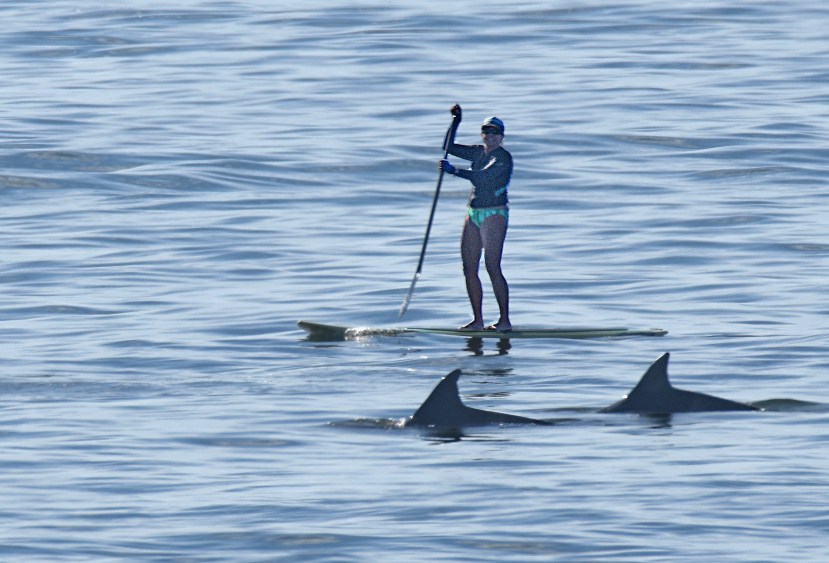 Woman walks w dolphins DSC_4859.jpg