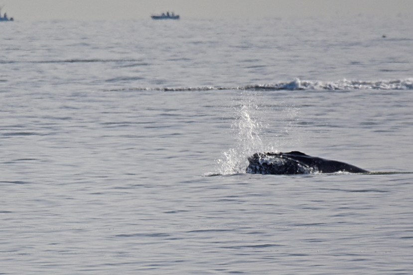 whale off neptune DSC_5853 a.jpg