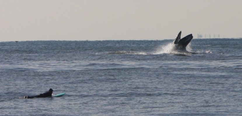 Allison Blanchette's whale