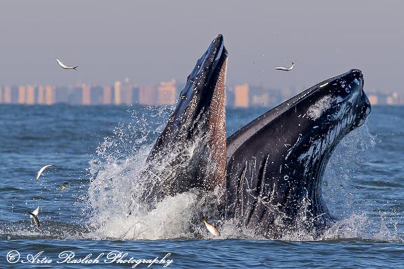 Artiies lunge feed a.jpg