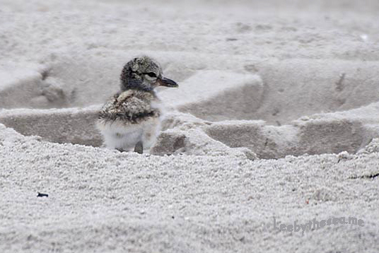 OC 24DSC_8294 copy.jpg