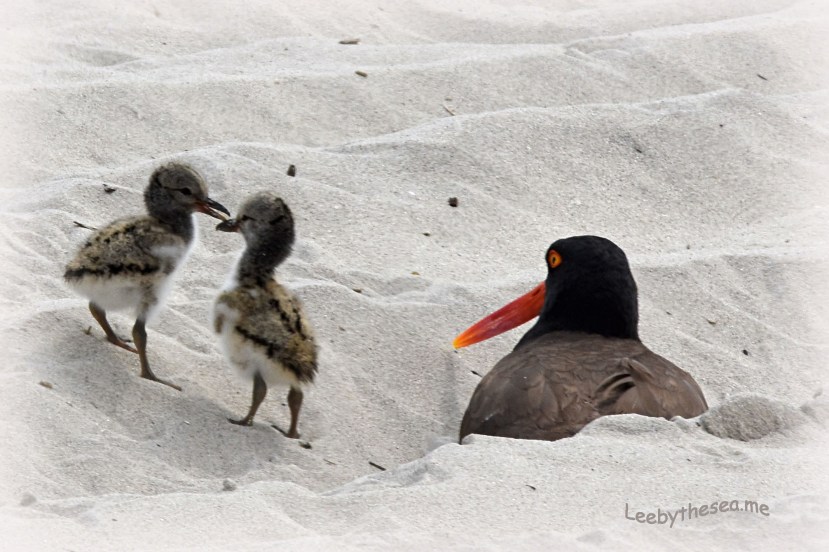 OC chicks DSC_1909.jpg