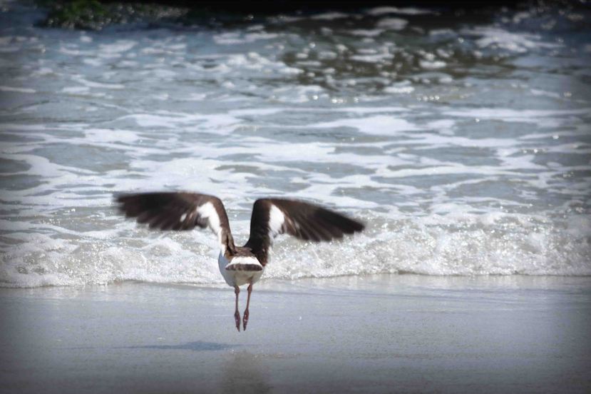 OC landing a DSC_1231.jpg