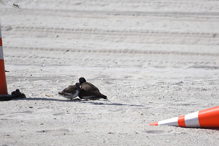 OC Nerf DSC_7439.jpg