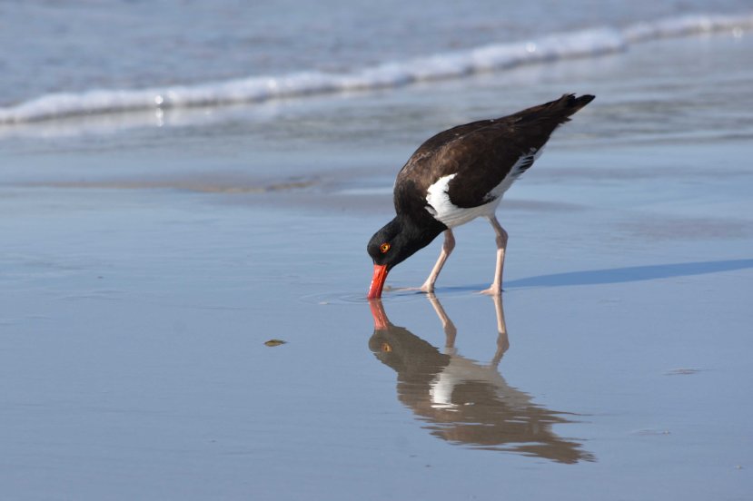 OC snuffles DSC_5948.jpg