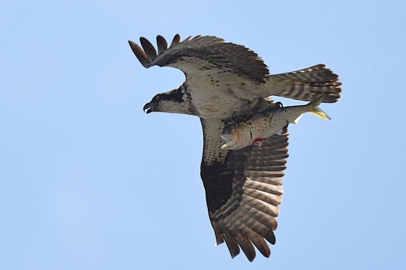 Bday ospreyDSC_0416.jpg