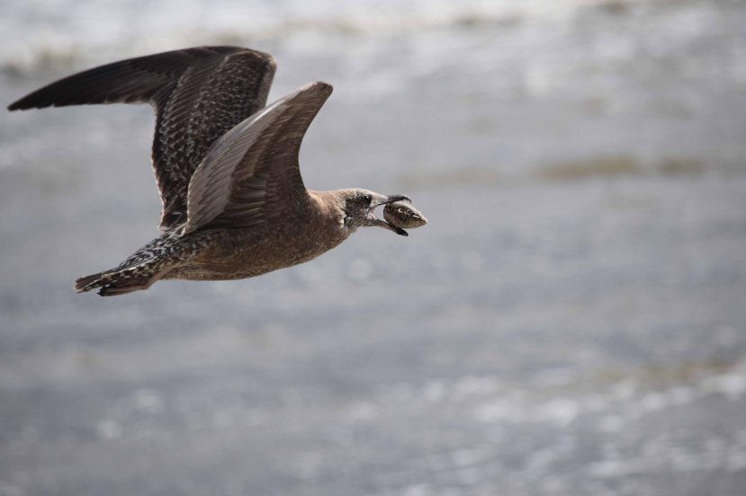 Gull w clam DSC_1514.jpg