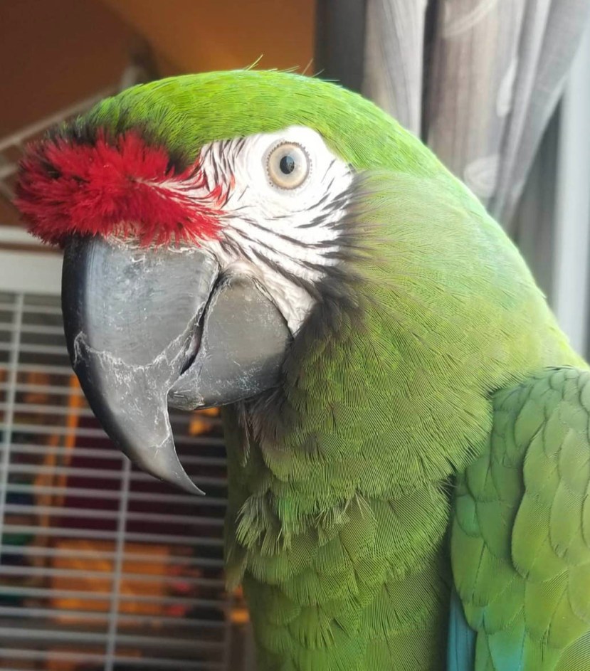 Parrot 2019-07-27 at 2.40.39 PM copy.jpg