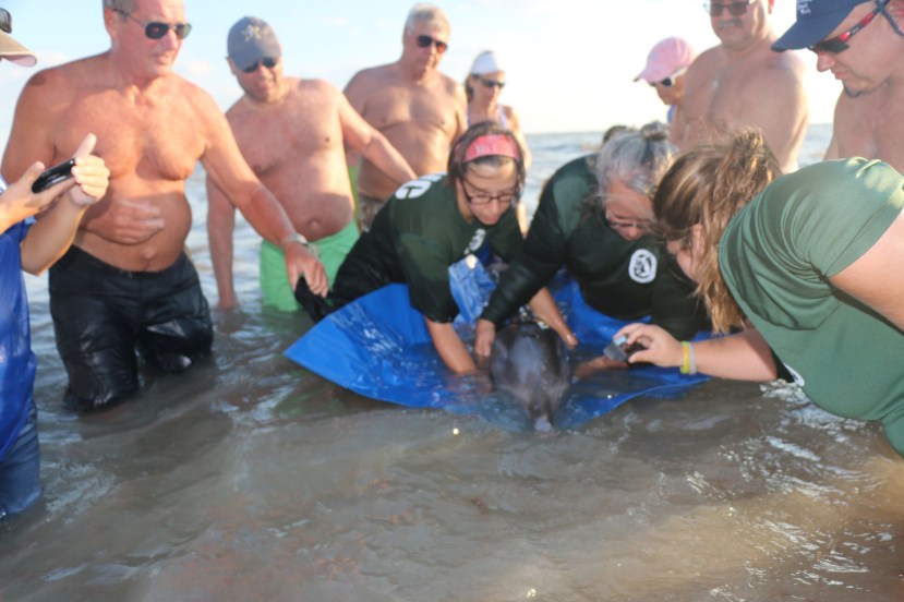 dolphin with balloon.jpg