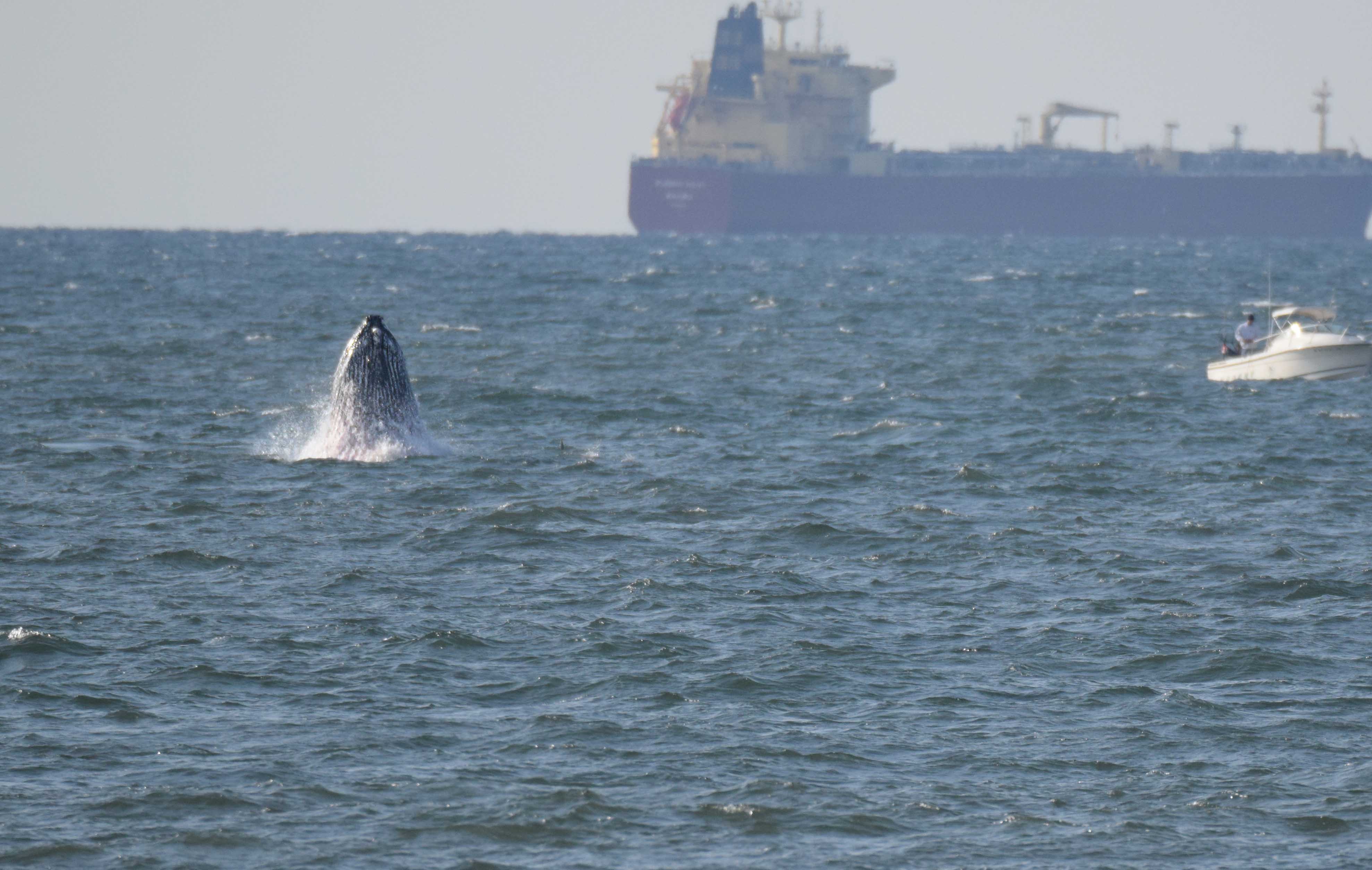 Whale breaching DSC_3215.jpg