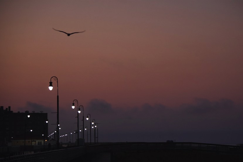 Gull close over boardwalk lights.jpg