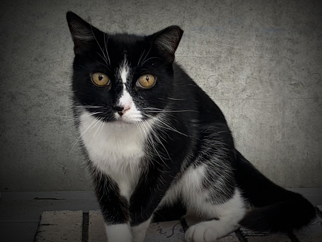 Jenner alter center blk vign steps