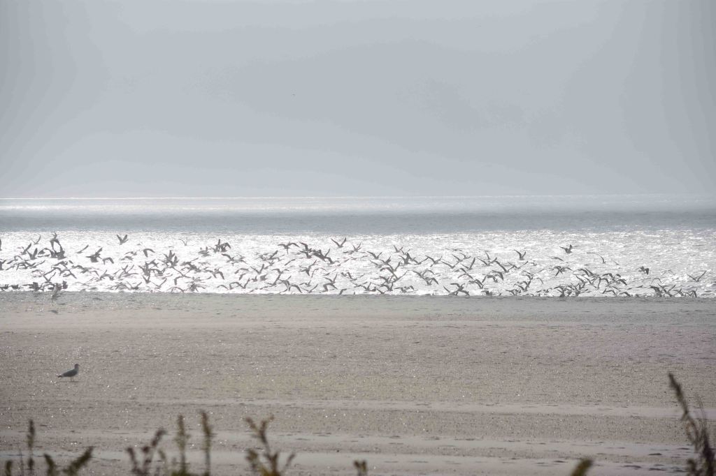 This image has an empty alt attribute; its file name is gulls-in-mist-and-ribbons-of-sun-dsc_5565.jpg