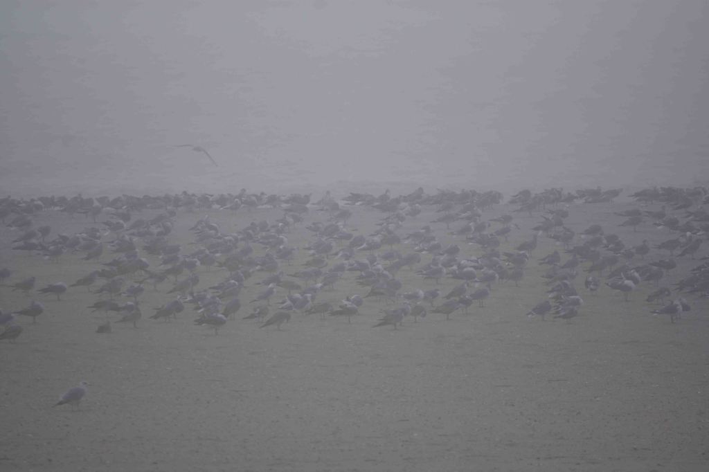 This image has an empty alt attribute; its file name is gulls-on-sand-dsc_5470.jpg